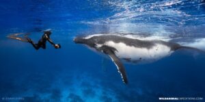 Snorkeling with Humpback Whales in Rurutu.