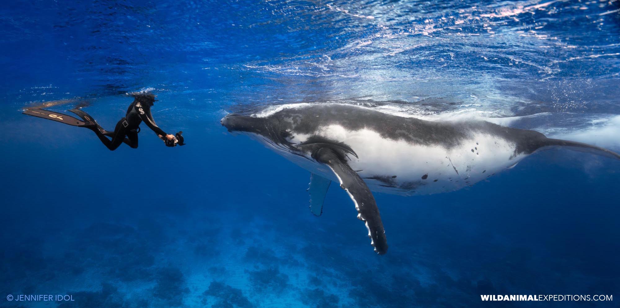Snorkeling with Humpback Whales in Rurutu.