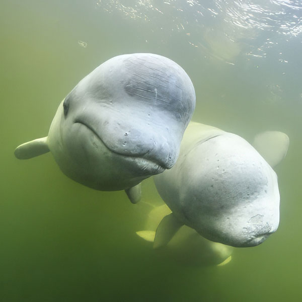 Snorkeling with Whales and Dolphins