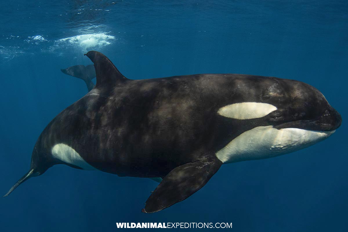Snorkeling with mobulas and orcas in the sea of cortez.