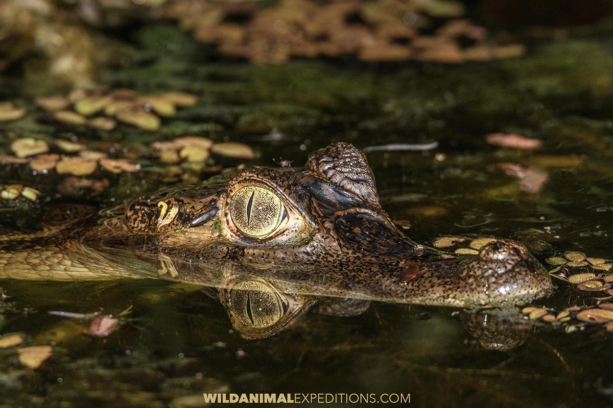 Photographing Spectacled Caiman in the Amazon.