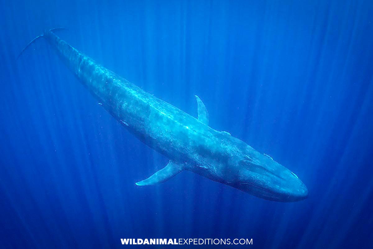 Swim with Blue Whales in Timor.