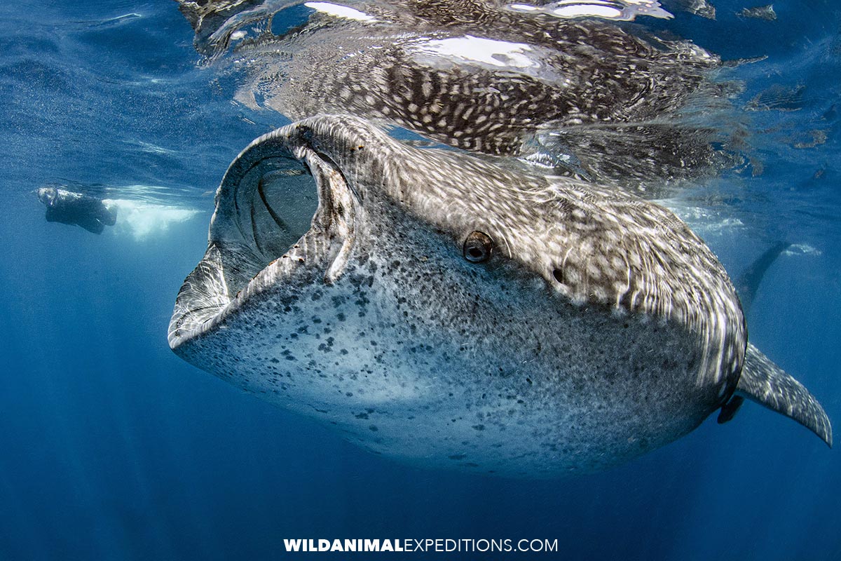 Swim with Whale Sharks in Mexico.