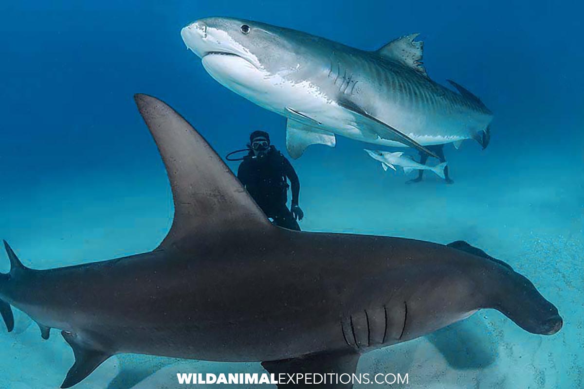 Shark Diving with tiger sharks and great hammerheads at Tiger Beach and Bimini Island in the Bahamas.