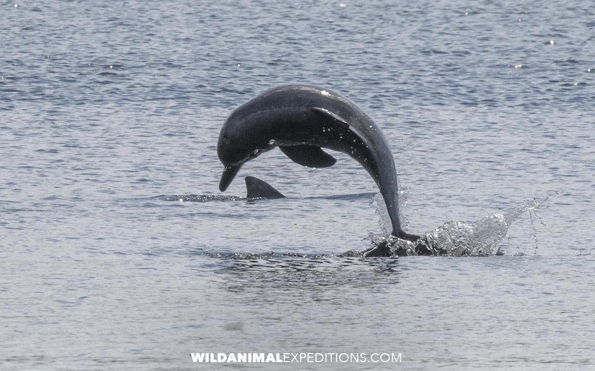 Tucuxi River Dolphin leaping in the Rio Negro in the Amazon.