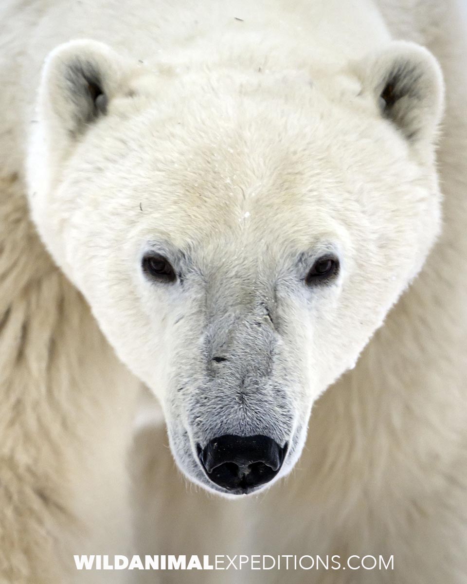 VIP Polar Bear Trip in Churchill, Canada.