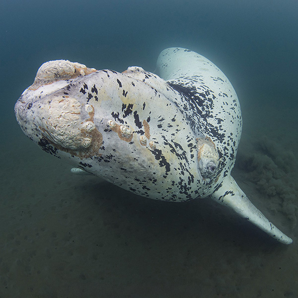 Whale and Dolphin Snorkeling Trips