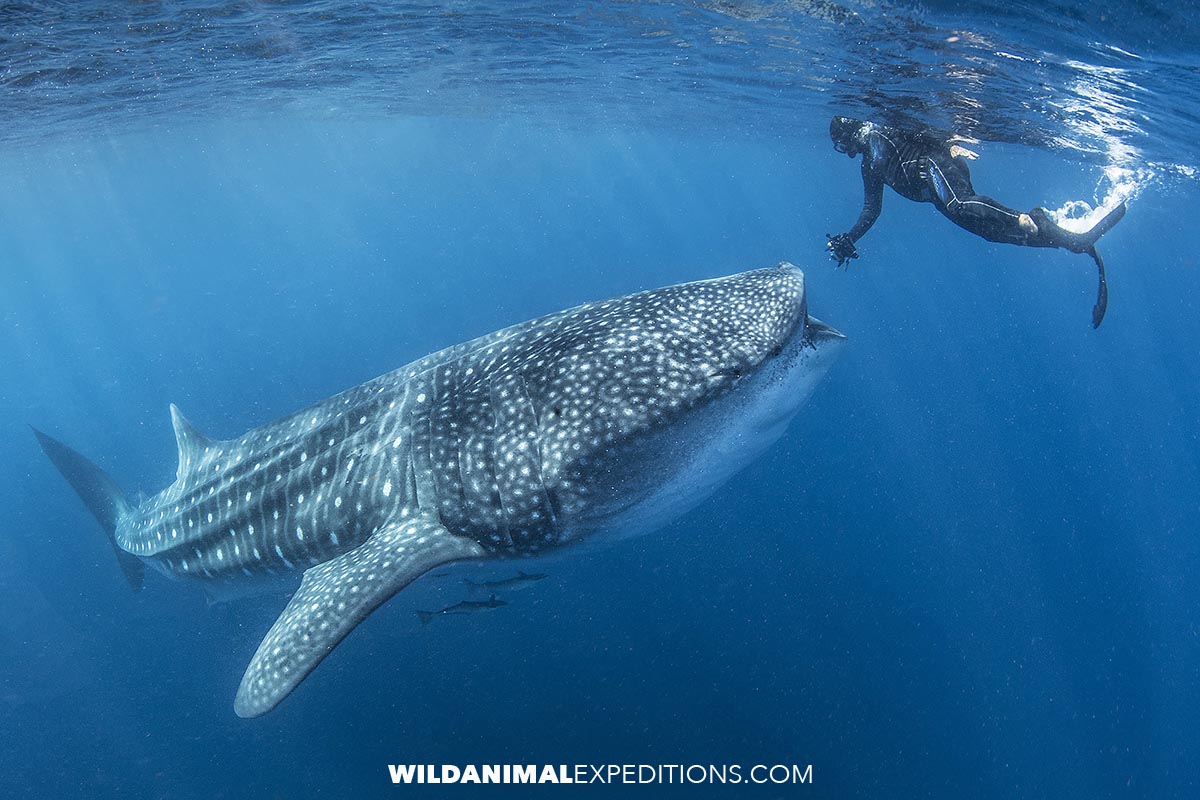 Whale Shark encounter in the Mexican Riviera.