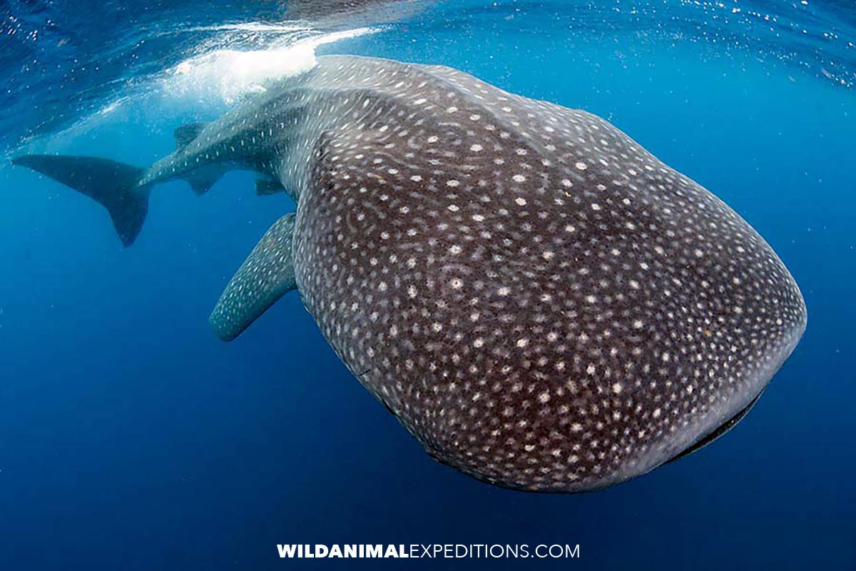 The biggest fish in the sea.