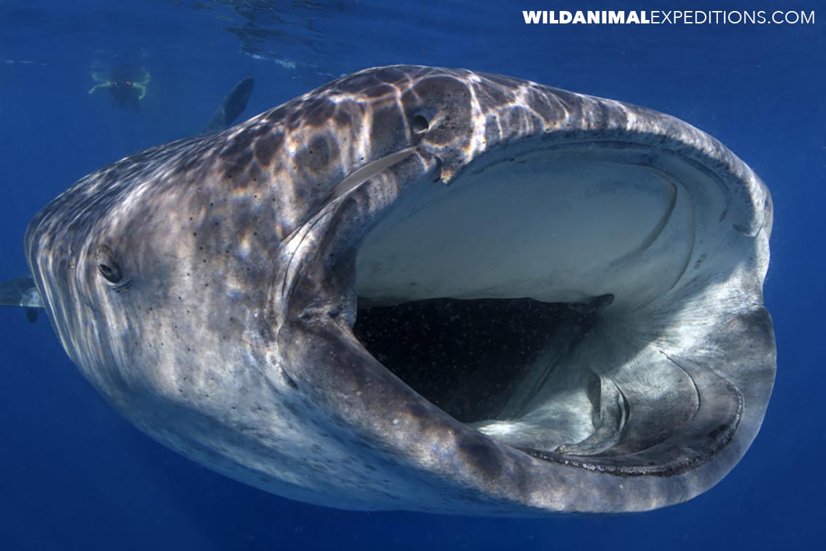 Swimming with Whalesharks in Mexico.
