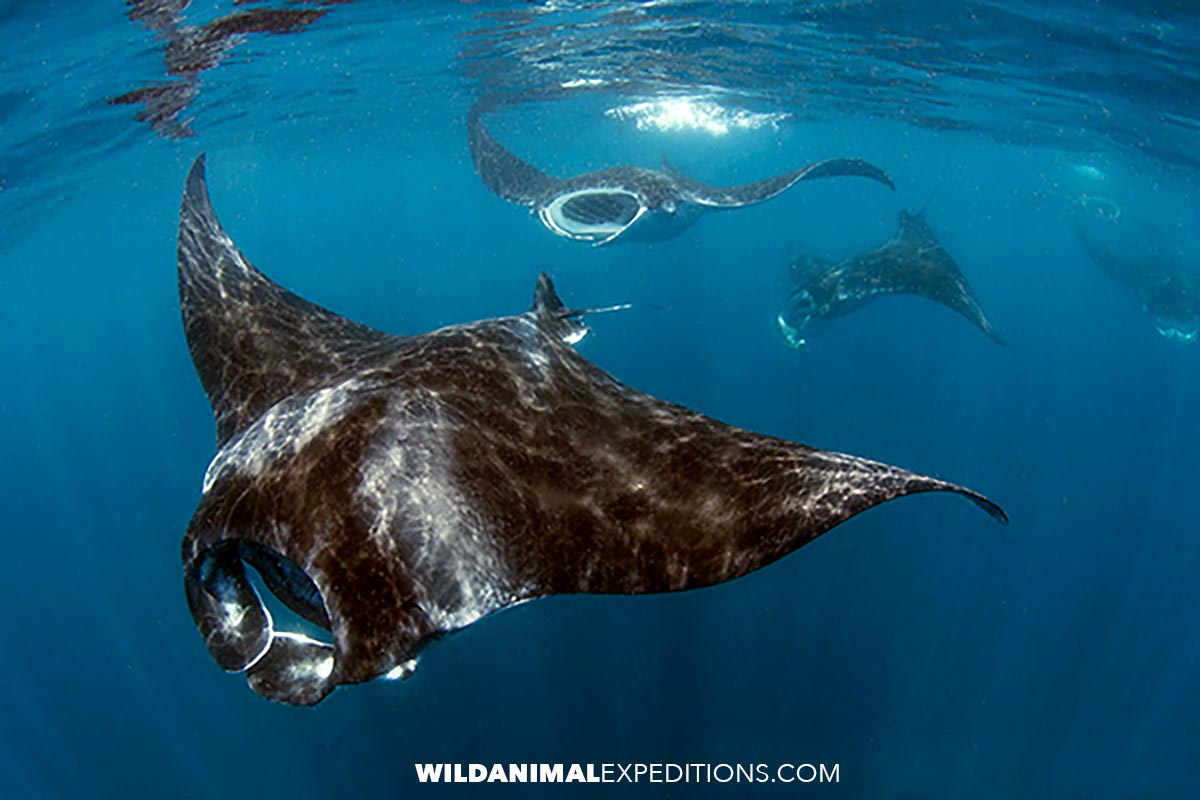 Snorkeling with Caribbean Manta Rays and Whale Sharks in Mexico.