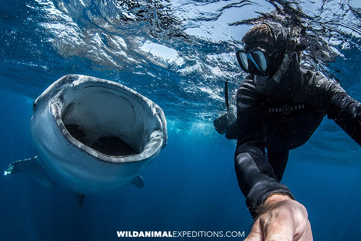 Selfie with a whale shark in Cancun, Mexico.