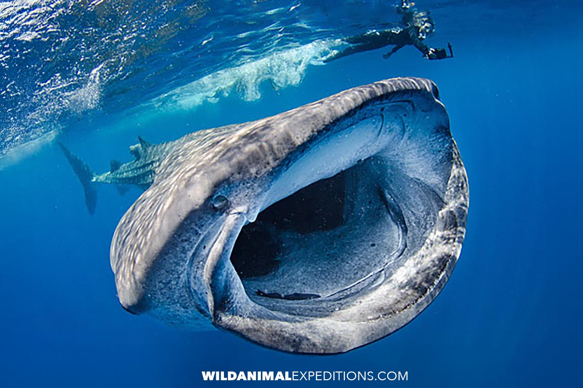 Snorkeling with whale sharks in the Yucatan
