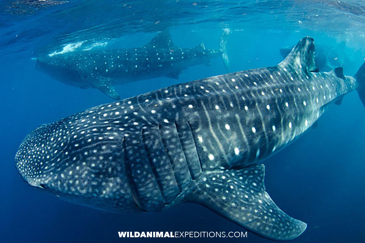 Swimming with Whalesharks in Mexico.