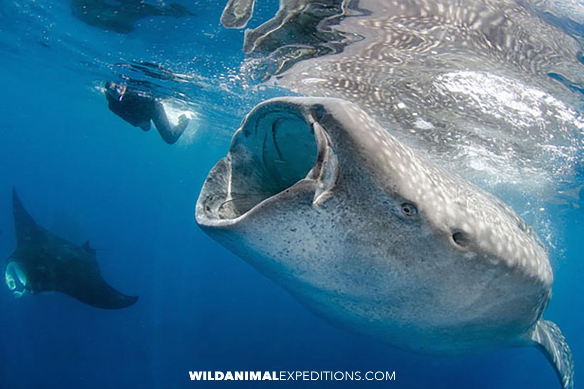 Snorkeling with Whale Sharks in Mexico.