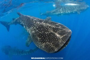 Swimming with whale sharks in Isla Mujeres near Cancun, Mexico.