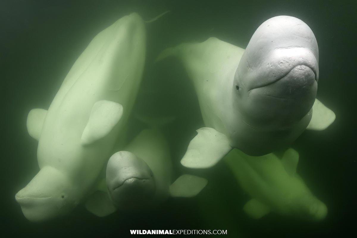 Beluga Whale snorkeling tour.