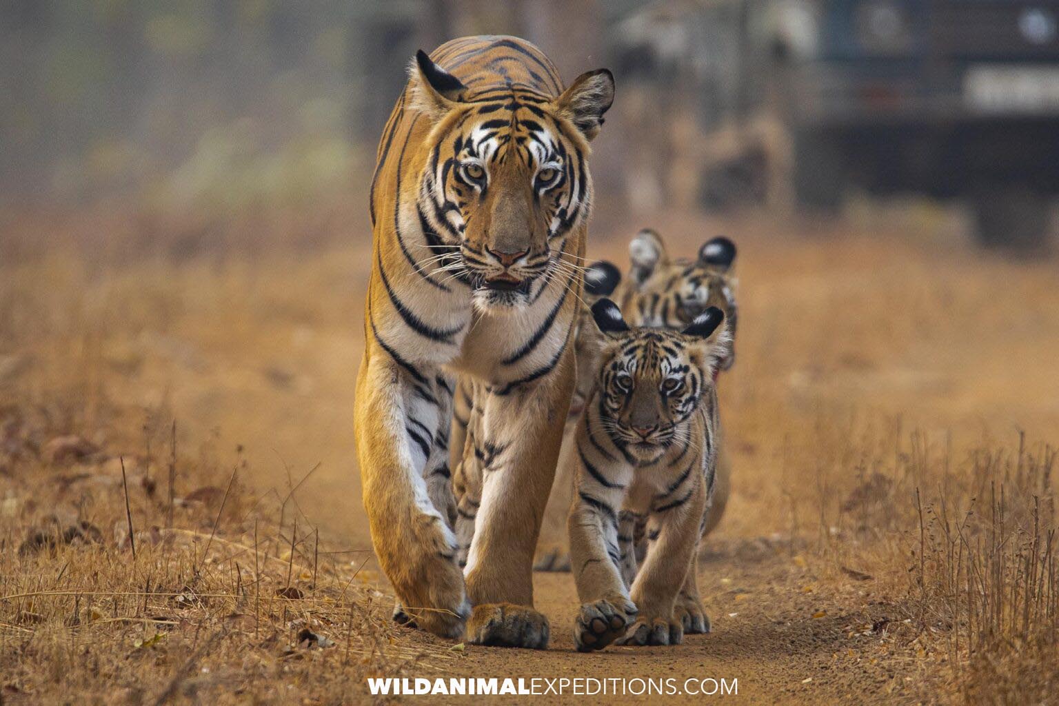 Bengal Tiger Photography Tour in India.