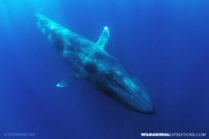 Swimming with a blue whale in East Timor.