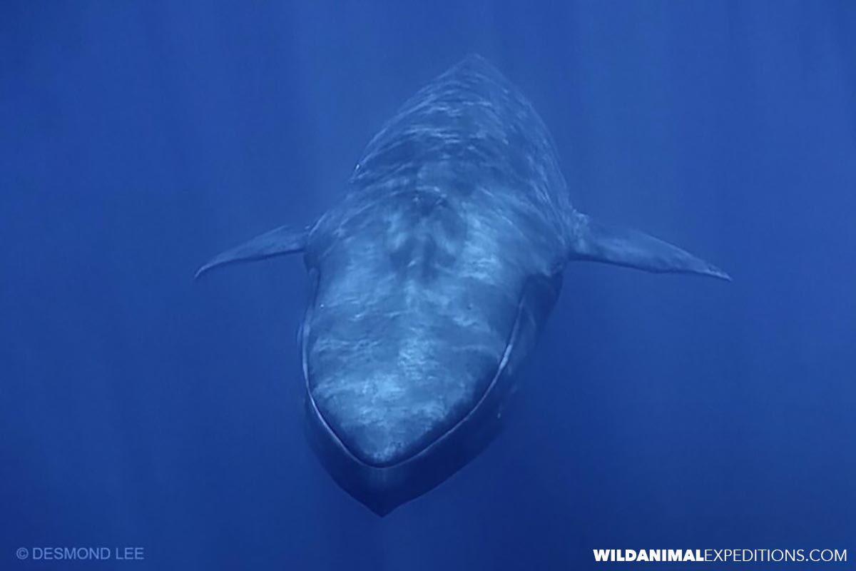 Snorkeling with blue whales.