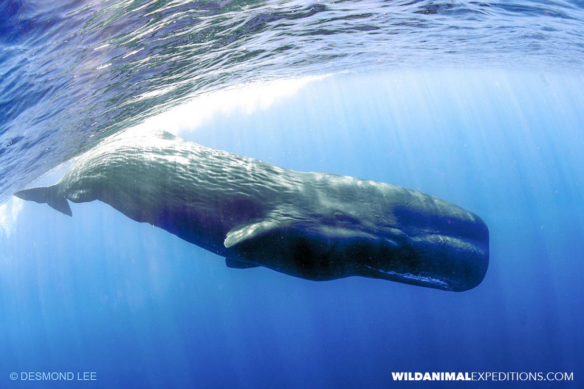 Swimming with Sperm Whales in Timor.