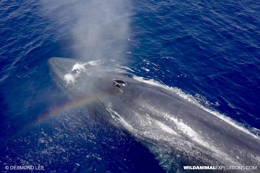 A gigantic blue whale takes a breath in East Timor.