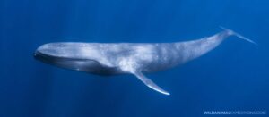 Blue Whale Snorkeling Expedition.