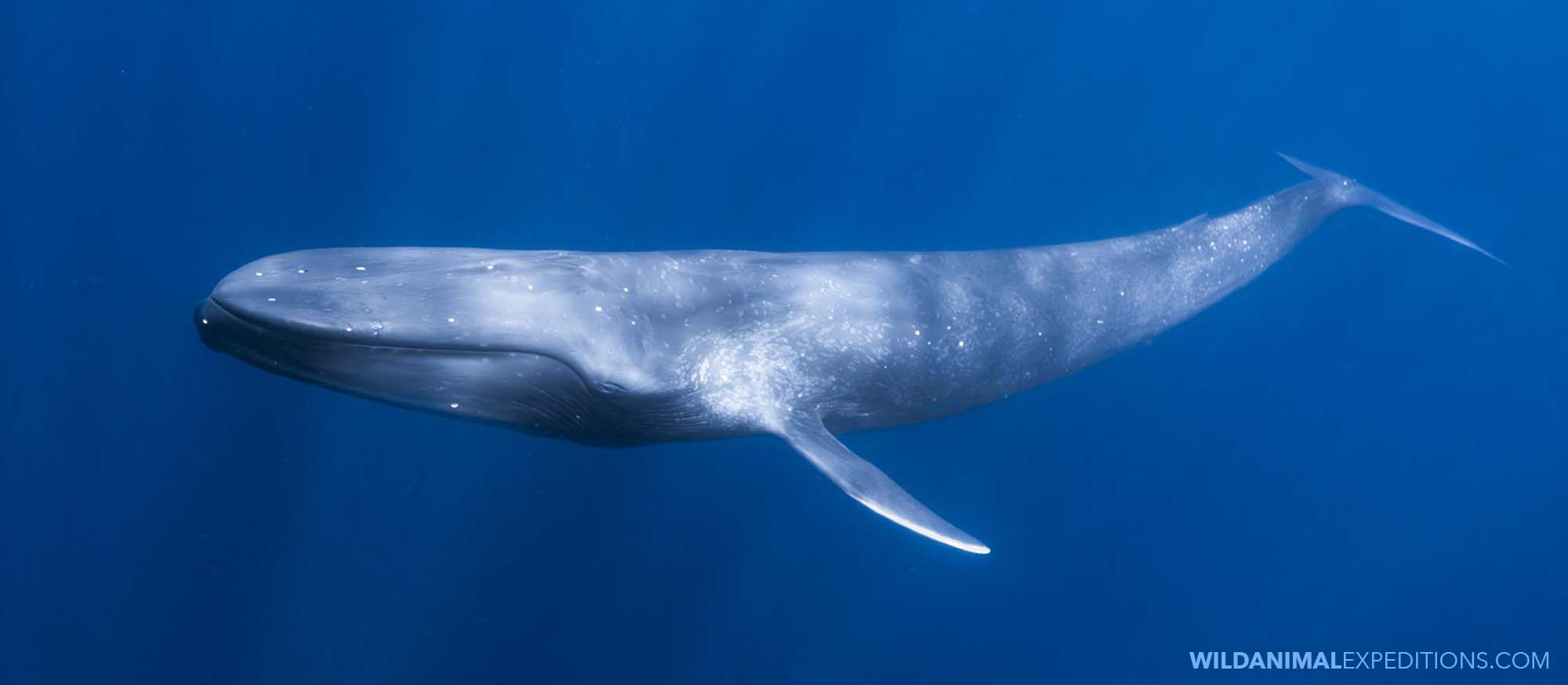 Blue Whale Snorkeling Expedition.