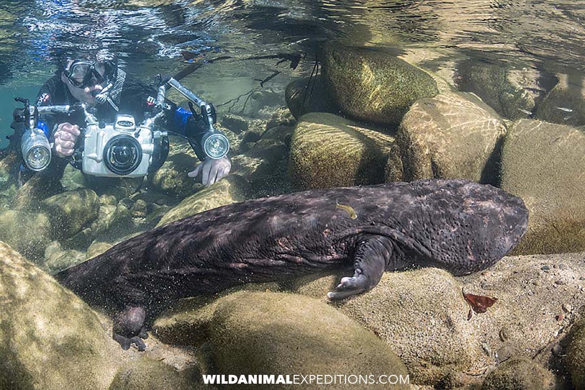 Snorkeling with giant salamanders.