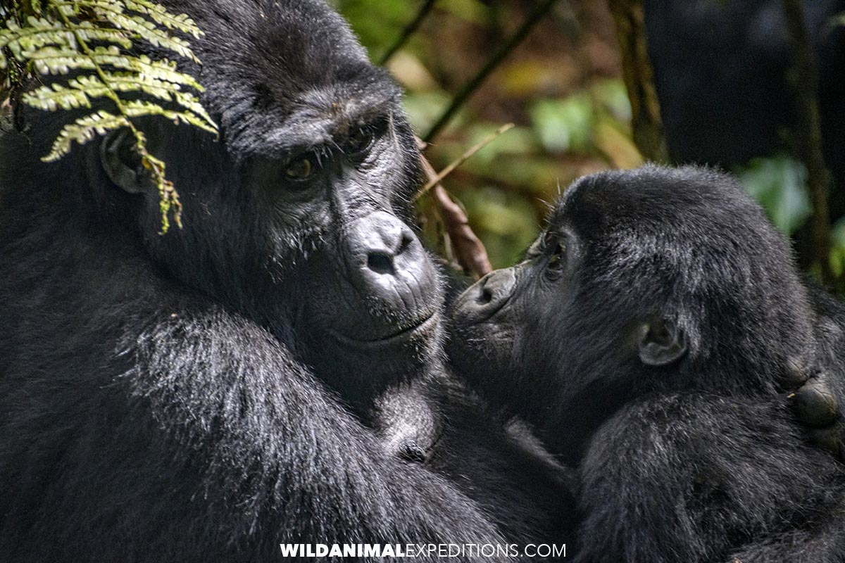 Mountain Gorilla Tour in Uganda including Africa's Big Five Safari.