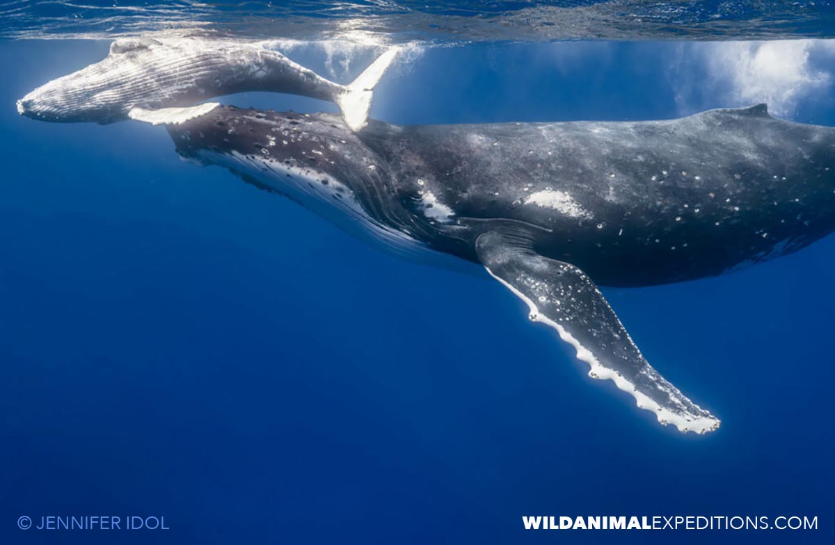 Swimming with humpbacks.