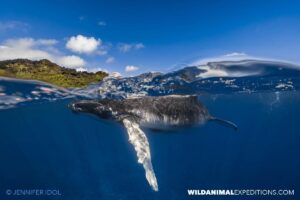 Humpback swim.