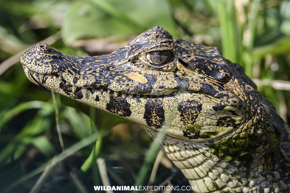 Jacare caiman in the Pantanal.