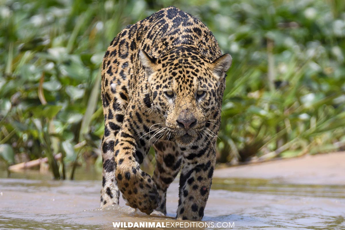 Jaguar and Ocelot Photography Tour in the Brazilian Pantanal.