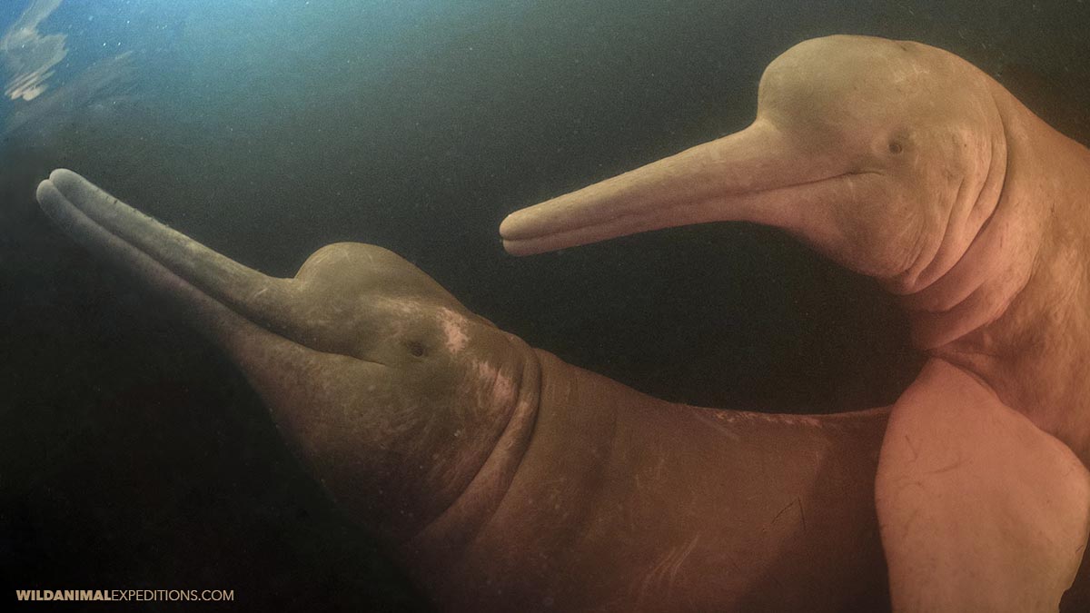 Snorkeling with Pink Dolphins in the Amazon.