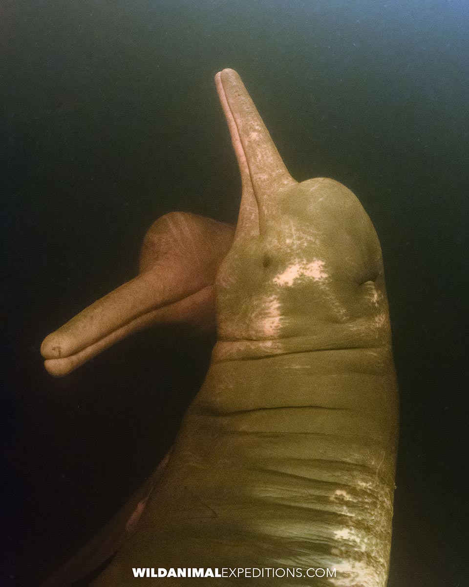 Snorkeling with Pink Dolphins in the Amazon.