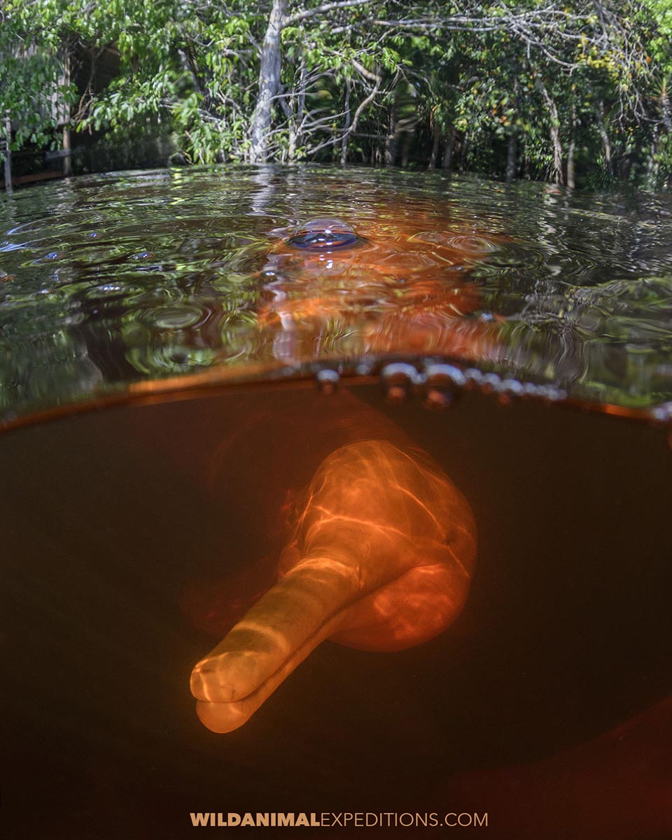 Snorkeling with Pink Dolphins in the Rio Negro in the Brazilian Amazon.