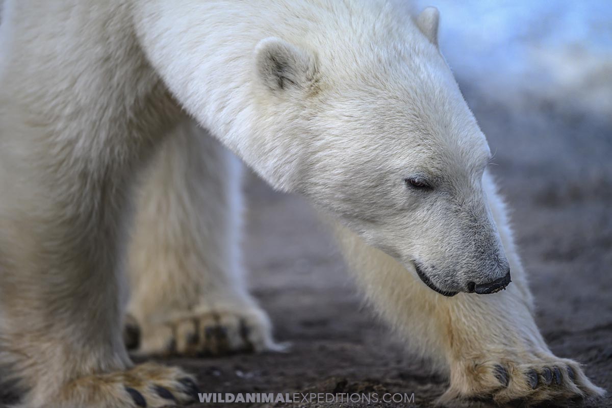 Polar Bear close-up