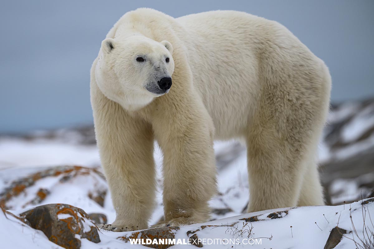Polar Bear photo tour in Churchill.
