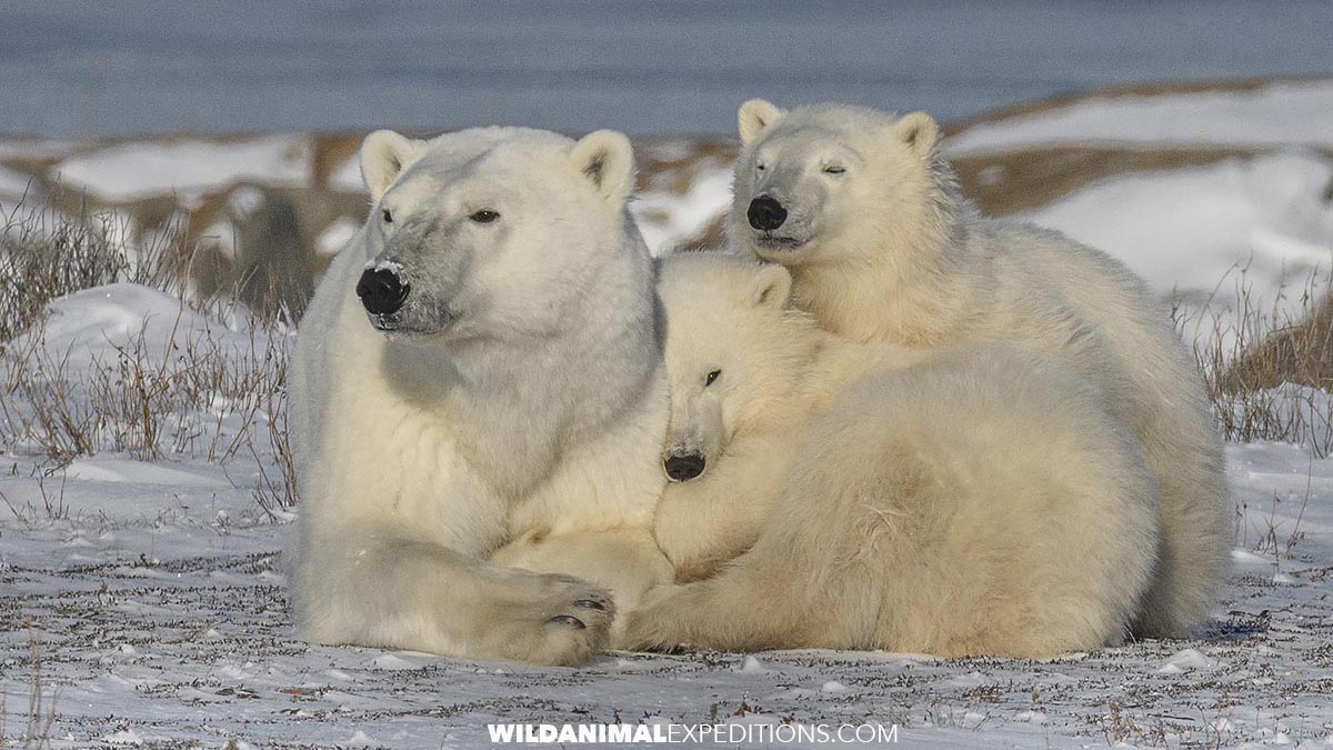 Polar Bear Photography tour in Churchill.