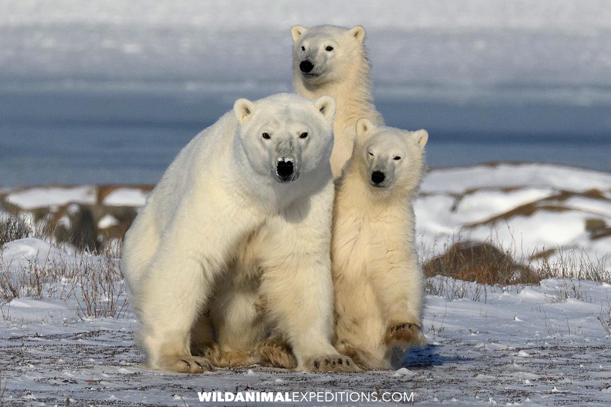 Polar Bear photography tour in Churchill.