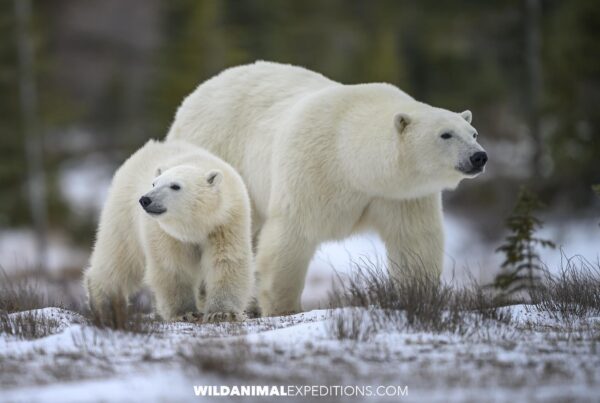 Polar bear photography trip in Churchill, Canada.