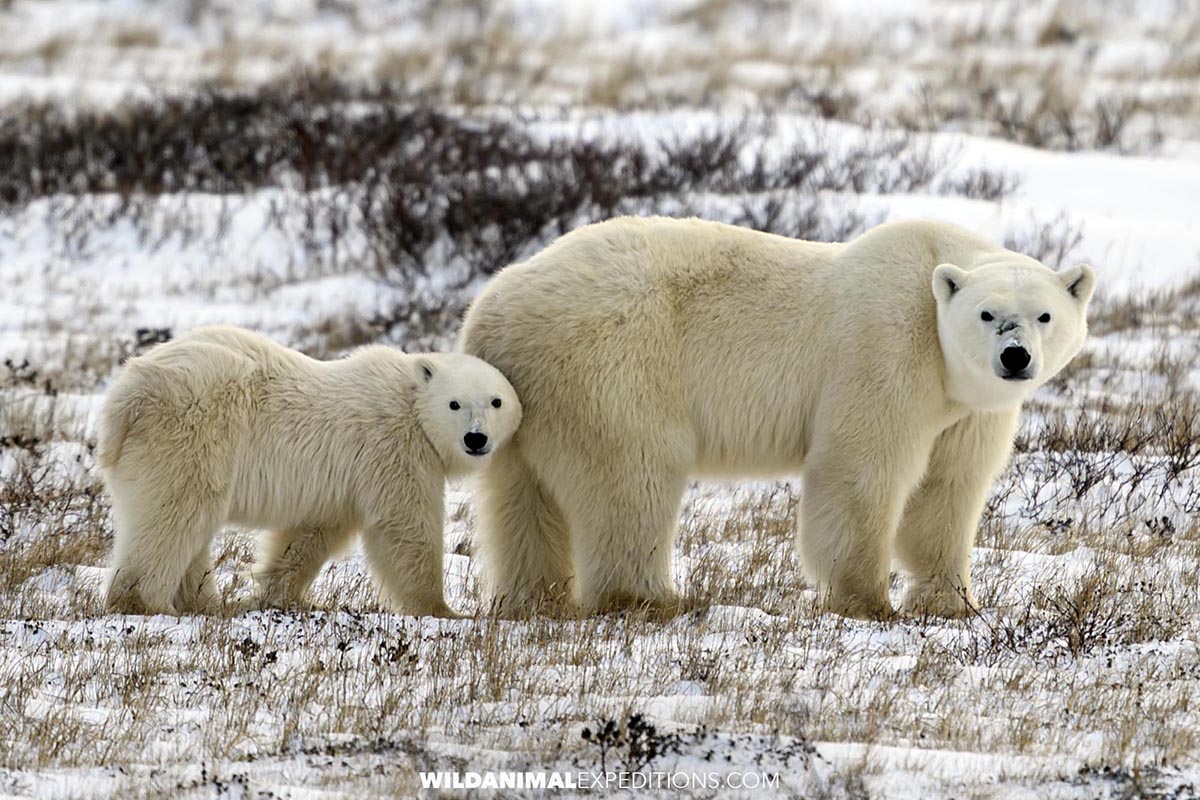 Polar Bear mom and cub on the tundra.