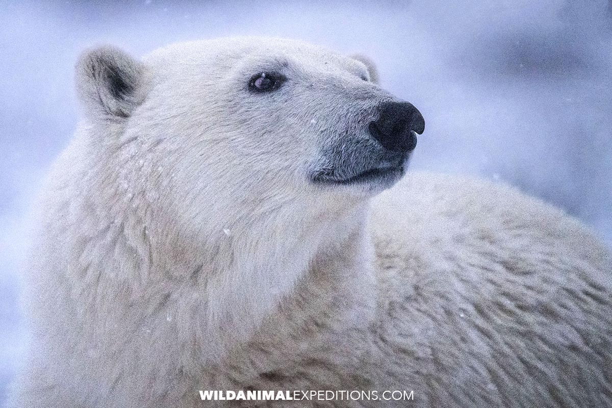 Big Polar Bear close up.