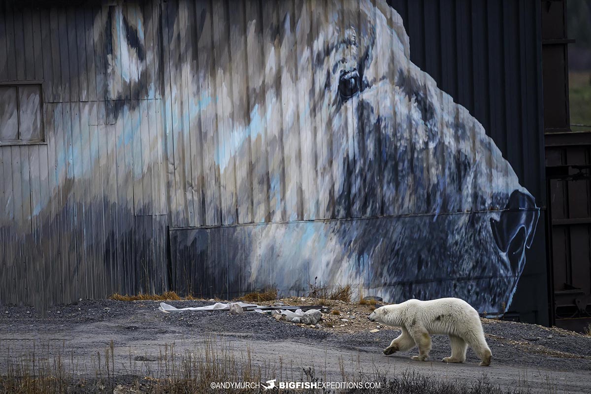 Polar bear walking past a polar bear mural at White Whale Lodge near Churchill.