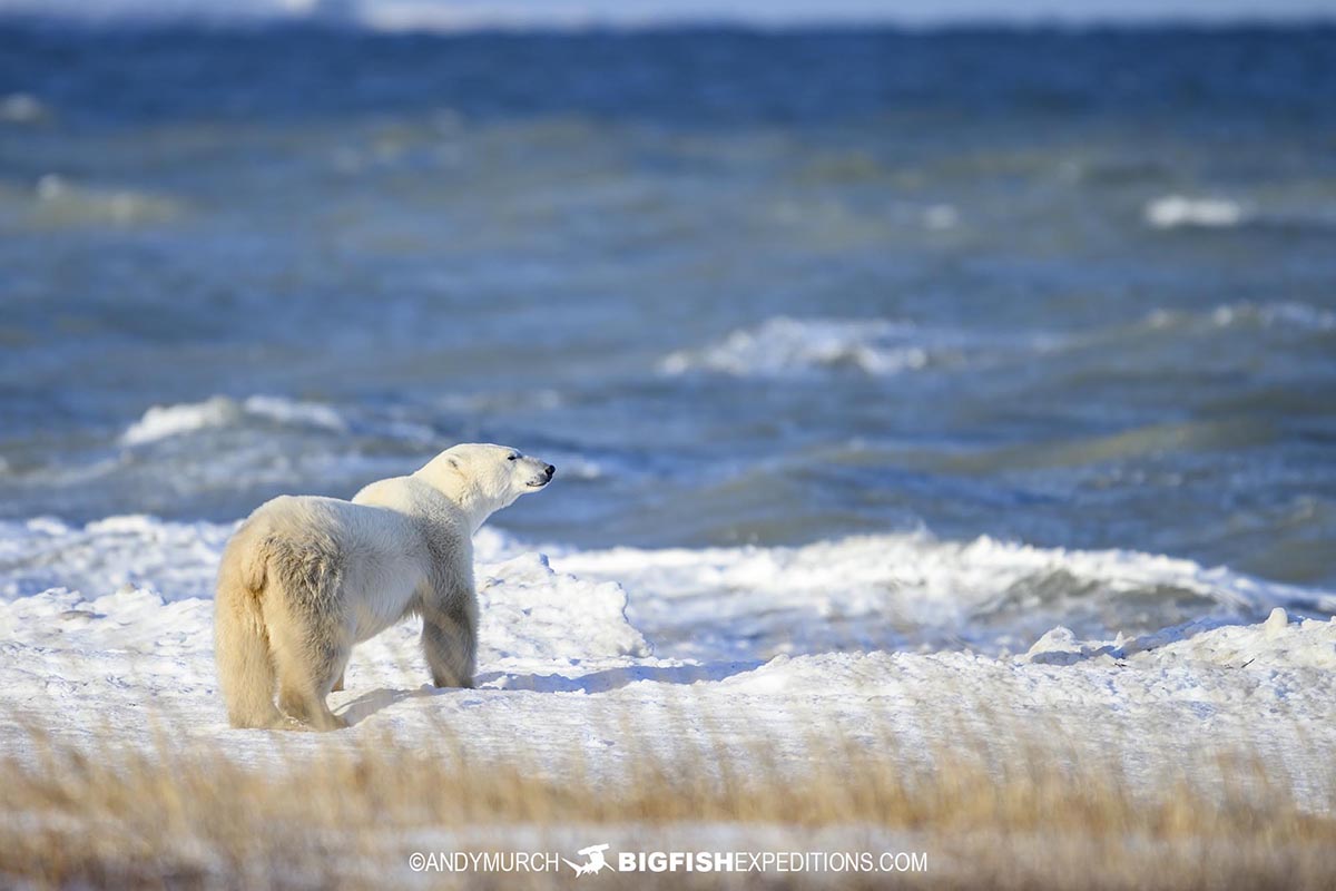 Polar Bear looking out to sea and waiting for the ocean to freeze.