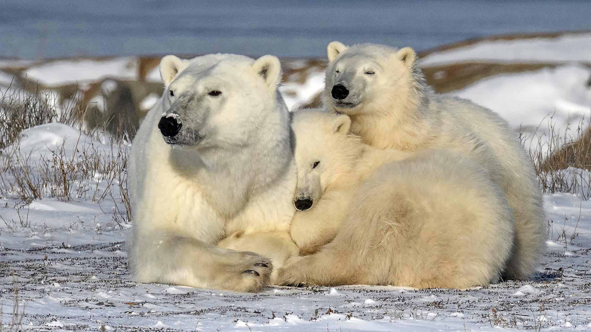 Polar Bear Trip in Churchill.
