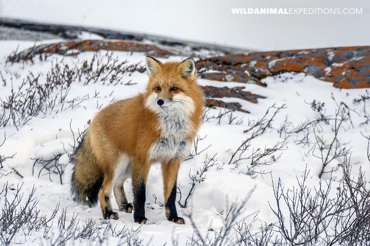 Red fox in the snow in Churchill.