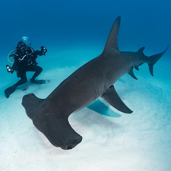 Scuba diving with sharks.