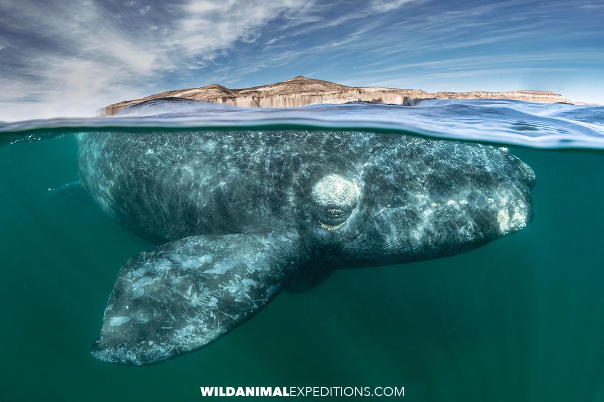 Southern Right Whale Snorkeling Pro-Photography Trip.